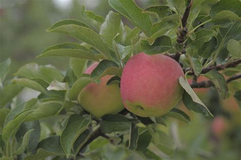 Ontario Apple Growers Expect Incredible Sweetness And Flavour From