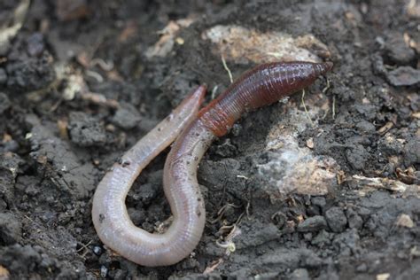 Melhores Especies De Minhoca Para Adubacao No Brasil - Minhoca: Nome Científico | Mundo Ecologia