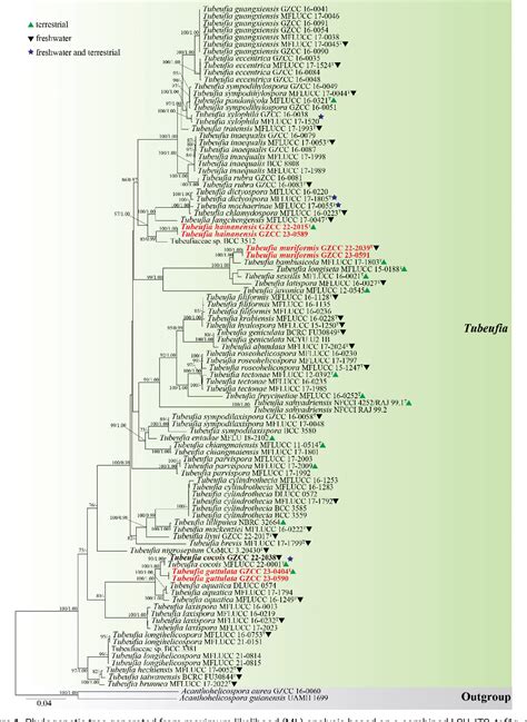 Figure From Morphological And Phylogenetic Analyses Reveal Three New