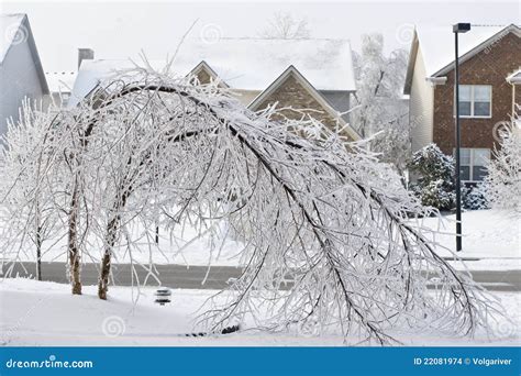 Trees Bent Over From The Weight Of The Ice Stock Images Image 22081974