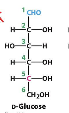 Carbohydrate Structures Flashcards Quizlet