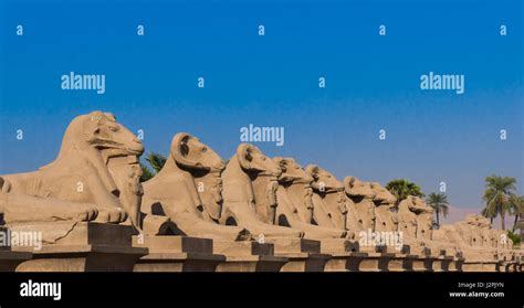 Sphinx Avenue In Luxor Amun Temple Of Luxor Egypt Stock Photo Alamy