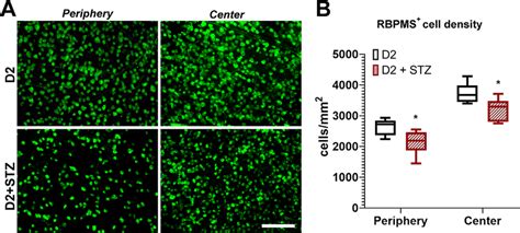 Immunofluorescence Staining Of Rbpms Positive Cells For The Analysis Of