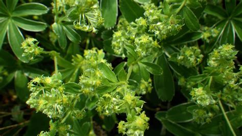 Alchemilla Alpina Rosaceae Image At Phytoimages Siu Edu