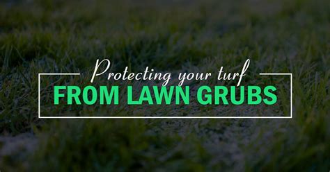 7 Signs Your Lawn Has Grubs And How To Naturally Eliminate Them