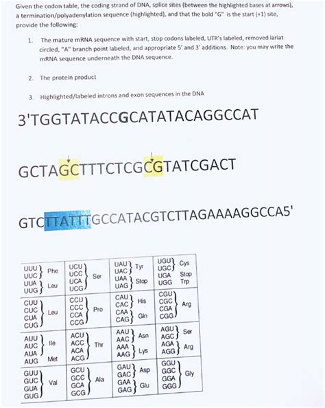 Dna Codon Table Cabinets Matttroy