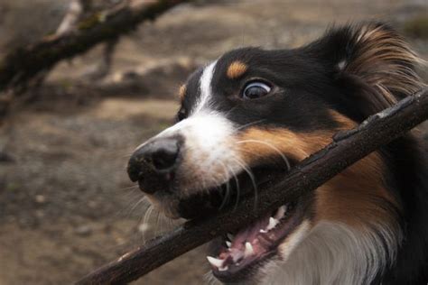 Inhibici N De La Mordida En Perros Razas Y Perros