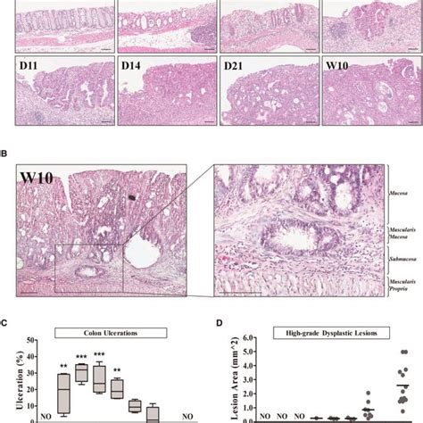 Characterization Of Lgr Egfp Expressing Colon Stem Cells In