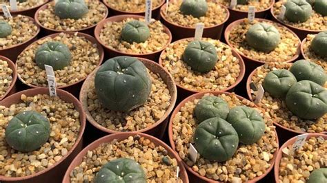 Peyote El Cactus Alucinógeno Americano Agromática