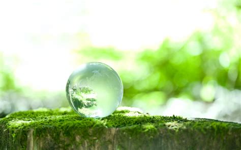 Wallpaper Sunlight Water Nature Grass Branch Moss Green Ball