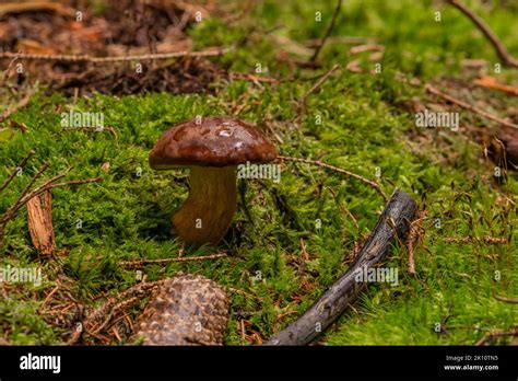 Boletus In Spruce And Pine Tree Forest In Summer Hot Wet Day Stock Photo Alamy