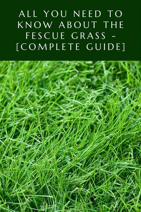 Fescue Grass Is A Popular Type Of Grass In North America In This Guide