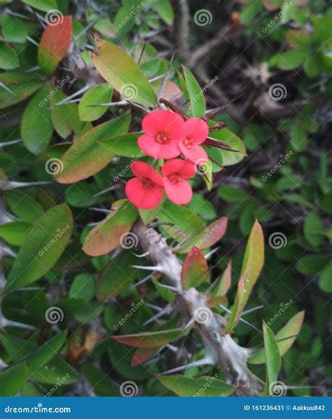 Small Colorful Tropical Flowers With Thorns Stock Image Image Of