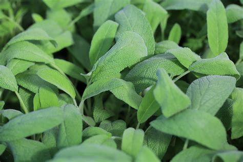 50x Sage Broad Leaved Salvia Officinalis Seeds Herb Yorkshire Seeds