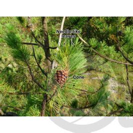 Pinus Mugo Mountain Pine Strobilus Strobili Pinus Mugo Mountain