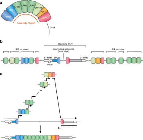 Schematic Structure Of A Vlr Protein And Vlr Gene Assembly Vlr