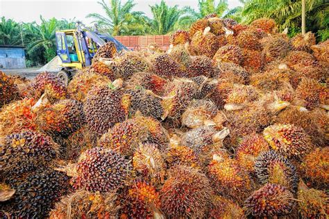 Kelapa Sawit Indonesia Sejarah Manfaat Dan Prospeknya 10 Tahun Kedepan