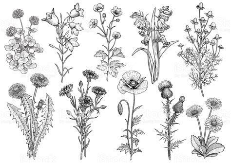 wildflower vector drawing  lindsey vann blog