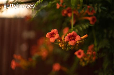 Beautiful Red Flowers Of The Trumpet Vine Or Trumpet Creeper Campsis