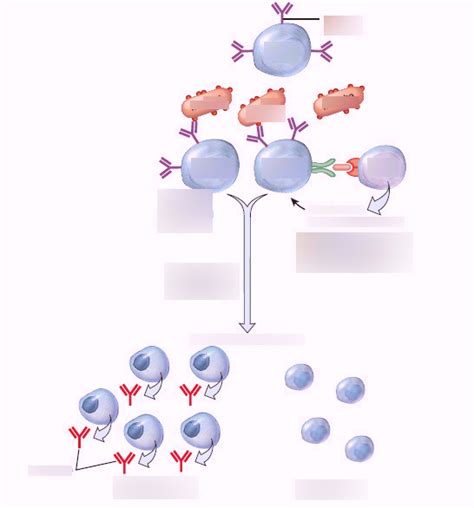 Activation And Clonal Selection Of B Cells Diagram Quizlet