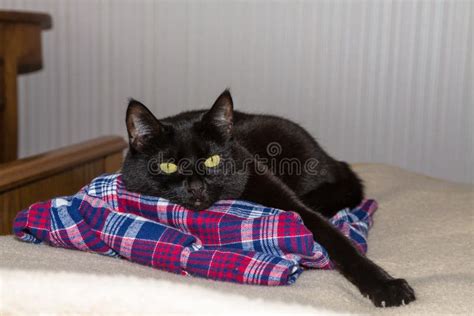 Black Cat Stock Photo Image Of Resting Tired Race 50888312