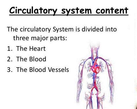 3 Parts Of Circulatory System