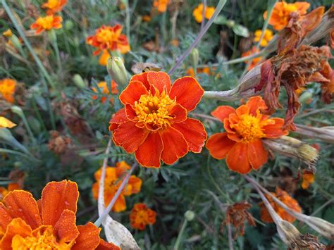 Infinix Hot S Review A Budget All Rounder Tech Raman