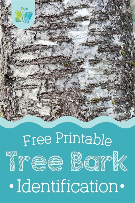 Tree bark identification – Artofit