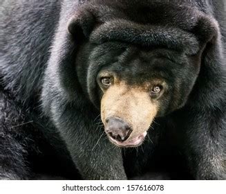 14,126 Black bear eyes Images, Stock Photos & Vectors | Shutterstock