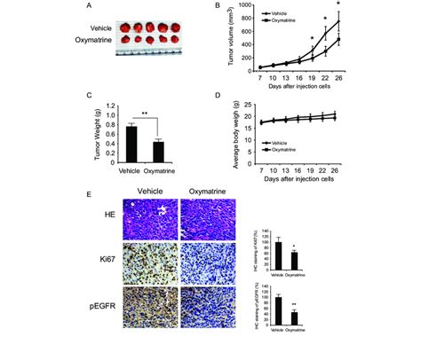 Oxymatrine Inhibits Tumor Growth In Hcc827 Xenograft Mouse Model A