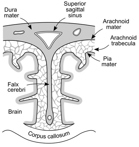 A Illustration Of Meningeal Anatomy Including The Dura Mater