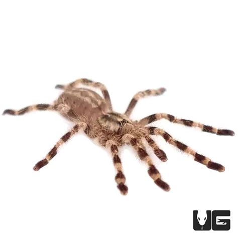 Wessels Tiger Ornamental Tarantulas For Sale Underground Reptiles