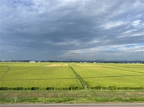 【連日の猛暑】高温と水不足、米をはじめとした新潟の農作物へ影響 8月末まで雨の予報はなくさらなる深刻化も懸念 新潟県内のニュース