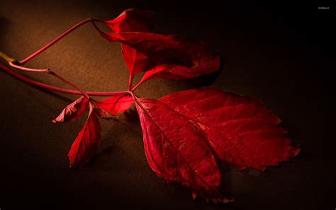 Red Leaves Wallpaper (71+ pictures)