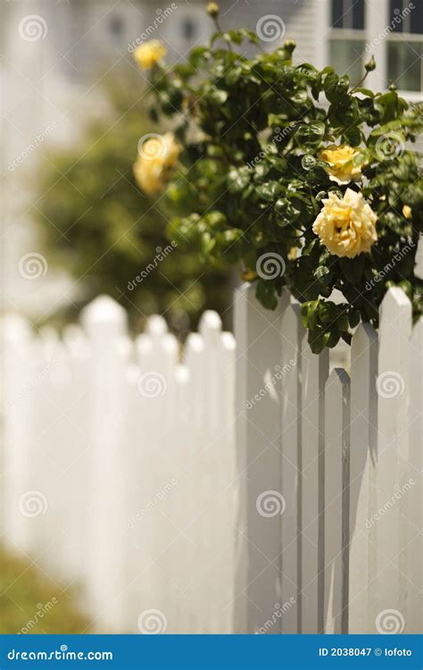 White Picket Fence With Rose Bush Stock Image Image Of Garden