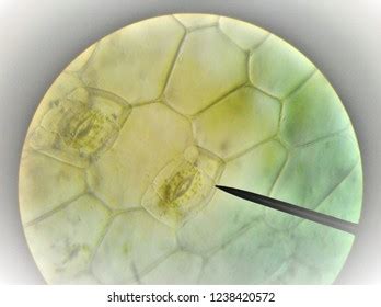 Plant Stomata Microscope View Stock Photo (Edit Now) 1238420572