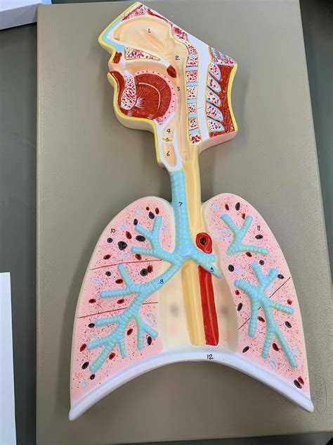 LUNG 2 Diagram Quizlet