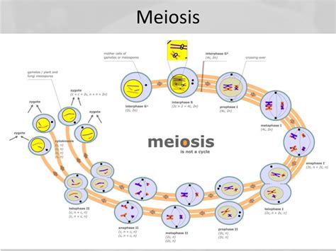 Ppt The Microscope And Discovery Of The Cell Powerpoint Presentation