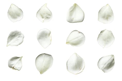 Set Of White Rose Petals On A Transparent Background Png