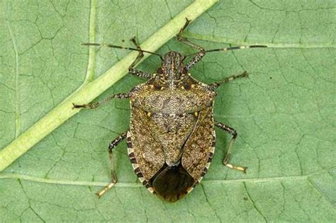 The Brown Marmorated Stink Bug Triangle Gardener Magazine