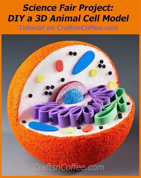 3-D Animal Cell Model