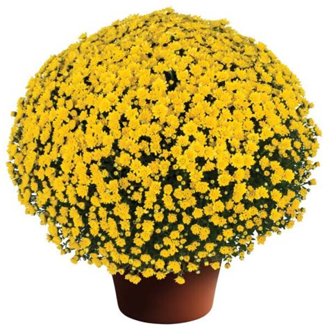 Garden Mums | Chrysanthemum | Plant Addicts