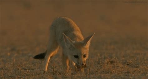 fennec fox animals gif | WiffleGif