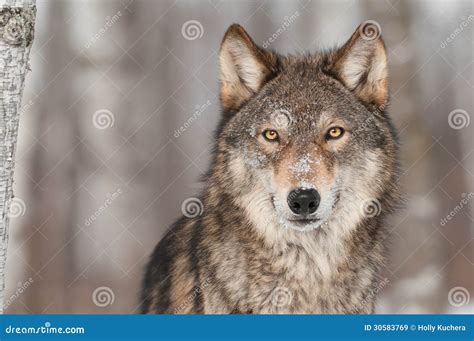 Grey Wolf Eating In Forest Background Royalty Free Stock Photography