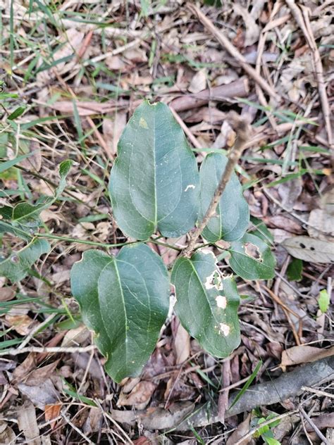 Austral Sarsaparilla From Pomona Qld Australia On August