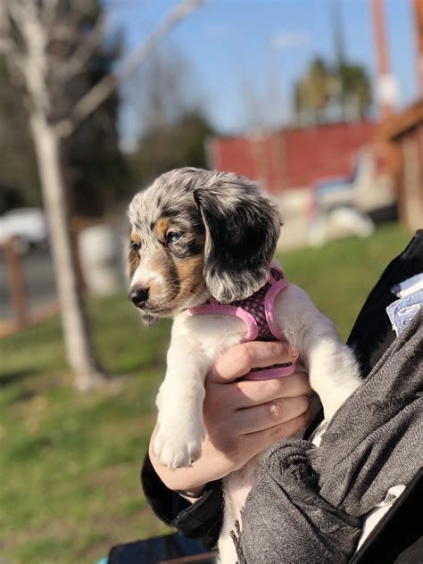 This is Daisy, she’s our 10 week old Mini Dachshund! : r/Dachshund