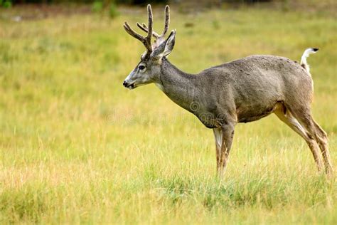 Mule Deer Odocoileus Hemionus Stock Photo Image Of Original Yukon