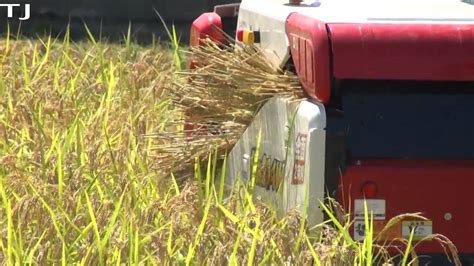 How To Harvest Rice Demonstration In Ishikawa Prefecture Japan Youtube