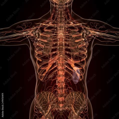 Anatomy of human organs in x-ray view Stock Illustration | Adobe Stock