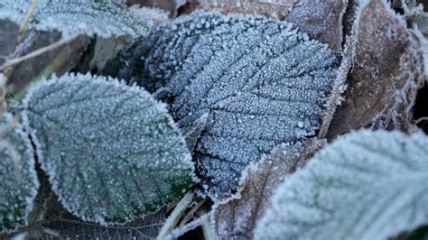 Frost Could Be Coming To Toronto Thursday CTV News